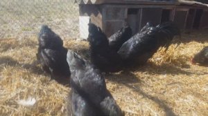 Австралорп чёрный мясояичная порода кур. Мой опыт разведения. (Australorp)