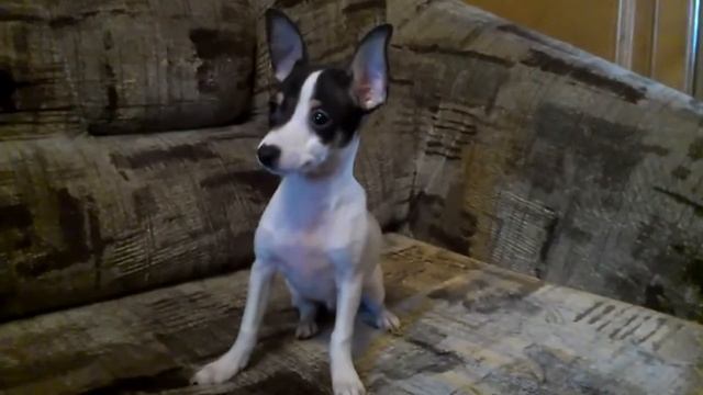 Американский той терьер смотреть онлайн