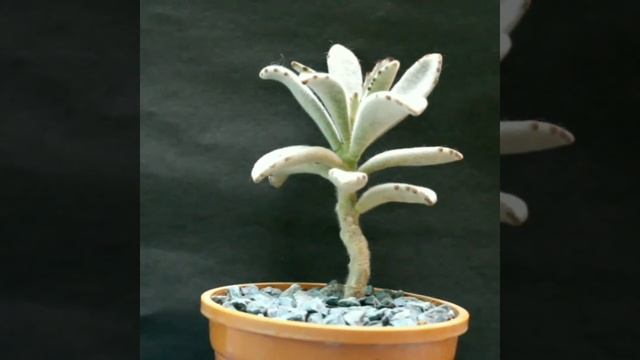 Learn why Kalanchoe tomentosa "Panda Plant" is so great for beginners! смотреть онлайн