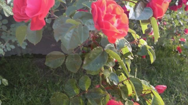 06.06.2022 Мраморный вальс.mp4