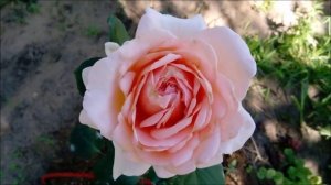 Цветут мои розы: Antico Amore, Lea Mege,  Atol. А препараты "от блох" не работают?!