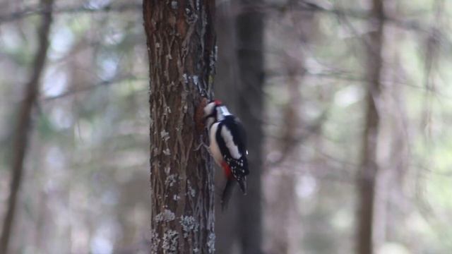 Большой пёстрый дятел шелушит шишку. смотреть онлайн