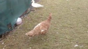 ИНДЮКИ НАЧАЛИ НЕСТИСЬ. КАК И ГДЕ НЕСУТЬСЯ ИНДЮКИ ЯЙЦА ИНДЮКОВ ОБЗОР ХОЗЯЙСТВА МУСКУСЫ9 січня 2021 р