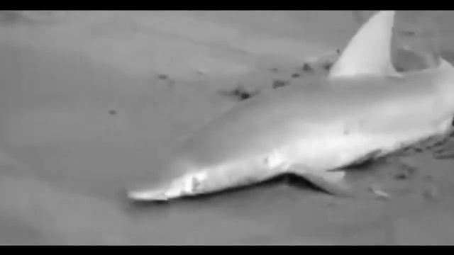 Что едят акулы смотреть онлайн