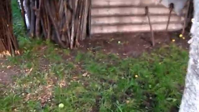 КАК ПРОСТО СДЕЛАТЬ КОМПОСТ. ЯЩИК ДЛЯ ПРИГОТВЛЕНИЯ КОМПОСТА смотреть онлайн