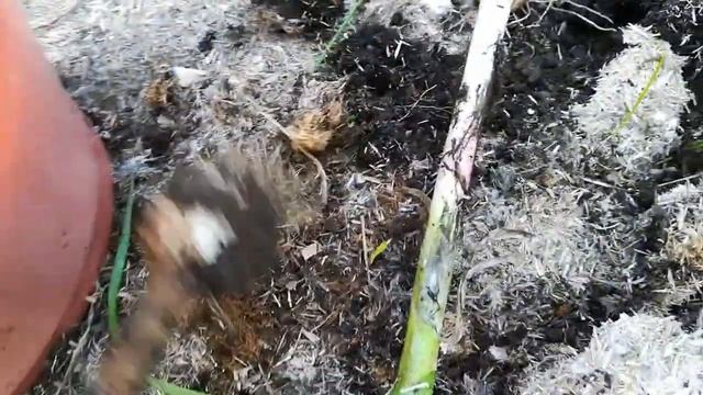 Копаем чеснок озимый сорт Добрыня (видео 8) смотреть онлайн