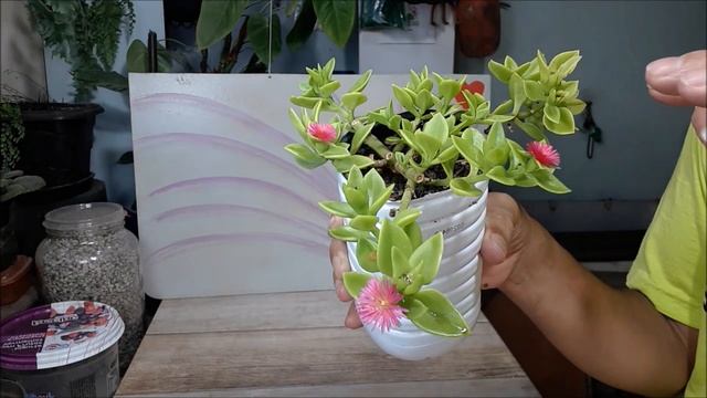Rosinha-de-Sol (Aptenia cordifolia), aptênia ou maringá. смотреть онлайн