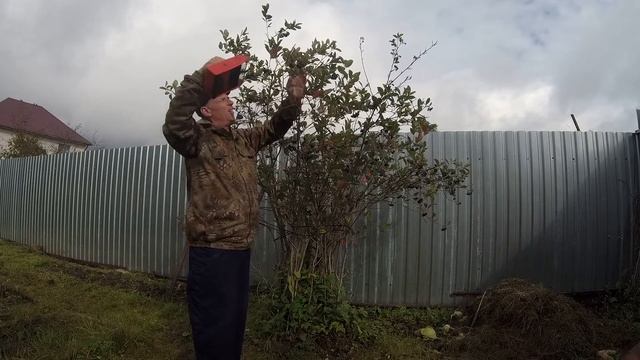 чёрная рябина .брусника совком смотреть онлайн
