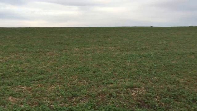 4 Different Red Clover Fields w/discussion смотреть онлайн