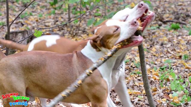 ХВОСТАТЫЕ И СМЕШНЫЕ: ВЕСЁЛАЯ ВИДЕОПОДБОРКА ПРО ЖИВОТНЫХ/ НОВЫЕ ПРИКОЛЫ 2023 / СМЕШНЫЕ ЖИВОТНЫЕ #1 смотреть онлайн