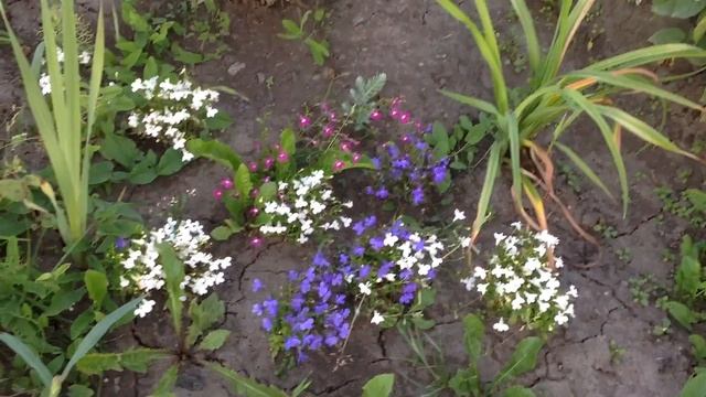 Дорога к любимым родным ? / Дача у родственников ? / Обзор участка / Красивые цветники ? ? ? смотреть онлайн
