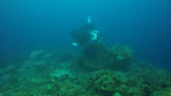 Manta Rays of Raja Ampat