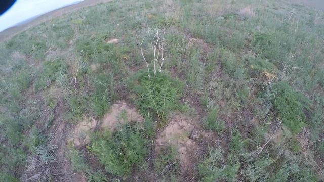 грибы на Малайсары май 2020