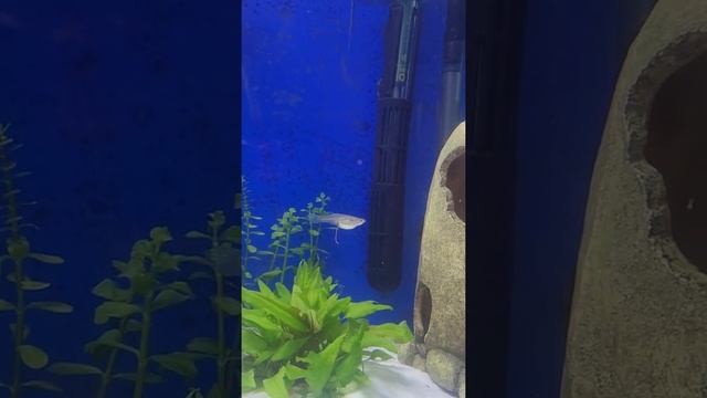 2x gambusia holbrooki melanistic, 3x gambusia holbrooki normal en guppy's.alle visjes zijn vrouwtje смотреть онлайн