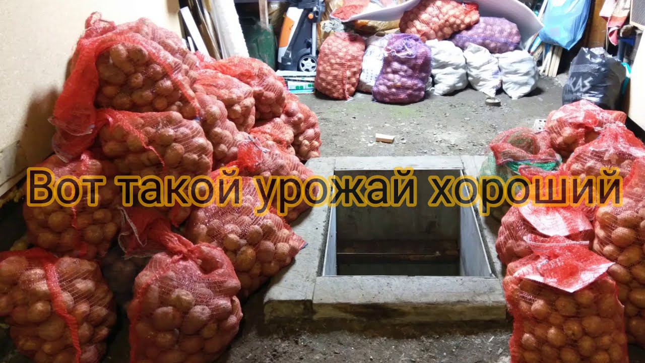 Часть вторая. Собираем урожай картошки. смотреть онлайн