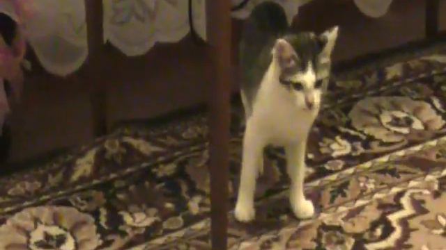 Кот прикалывается над кошкой смотреть онлайн