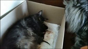 Первая встреча Мейн куна отца со своими котятами