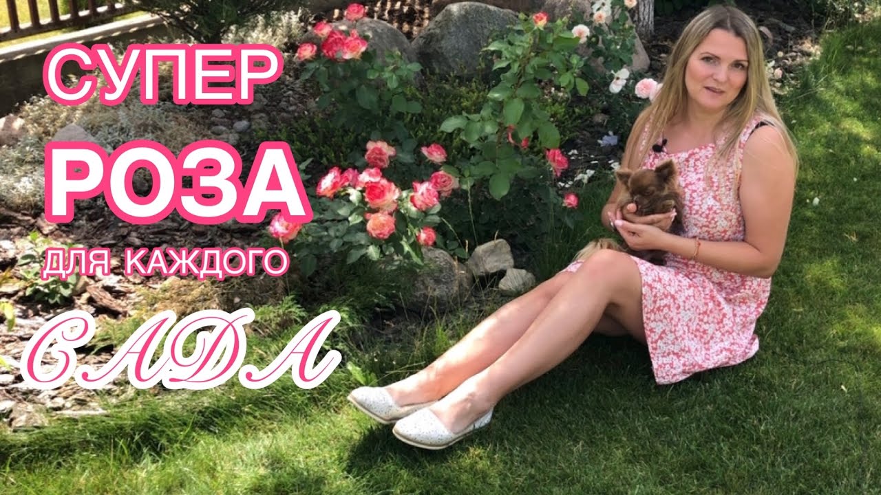 А она мне нравится, нравится, нравится! Неукрывная роза ? Rose Jubile du Prince de Monaco смотреть онлайн