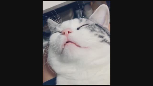 Подпорка мемов №105 смотреть онлайн