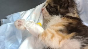 1 Котенок Не Доехал , Мы Попали В ДТП♀️