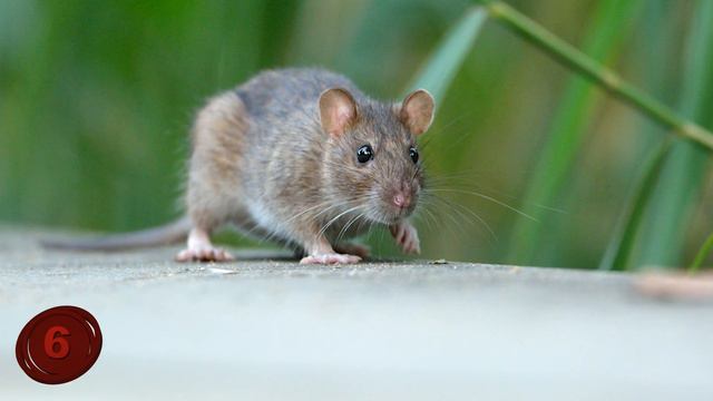 What Is The Worlds Most Intelligent Animal? смотреть онлайн