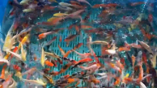 Малёк карпа Кои 8-11см смотреть онлайн