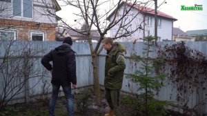 Как обрезать грецкий орех?!