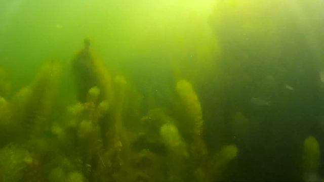 Щелковский (Амерьевский) карьер. Фридайвинг. смотреть онлайн