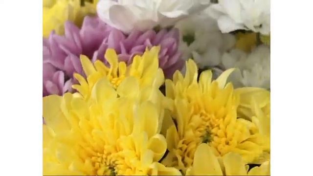 Букет из 15 кустовых хризантем микс смотреть онлайн