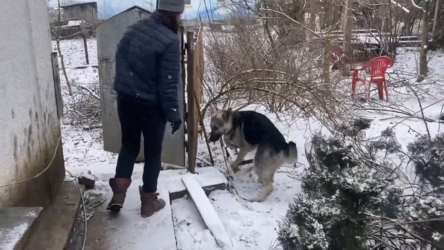 Грядки , это любимое место для прогулок наших собак . ВЕО овчарки и Хаски смотреть онлайн