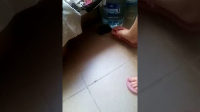 Маленький еж. смотреть онлайн