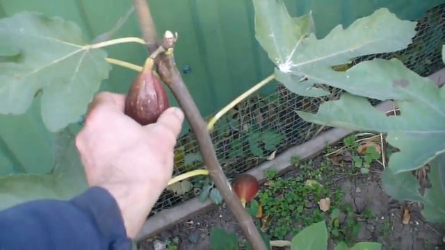 инжир ГОЛИАФ и  КАДОТА. Fig Harvest !