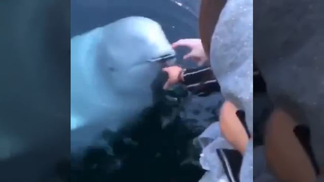 Кит-Белуха вернула утонувший телефон из моря. смотреть онлайн