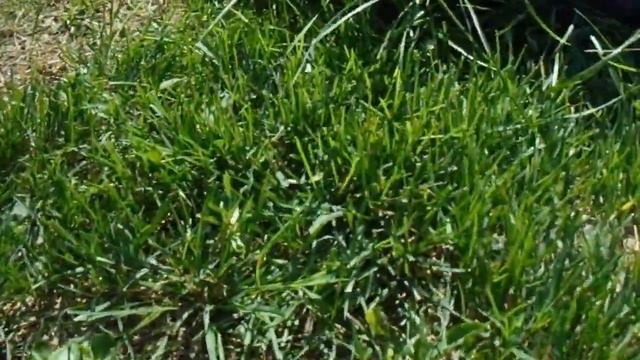 Газонная трава "Мятлик" сорт лимузине 17 08 2018 смотреть онлайн