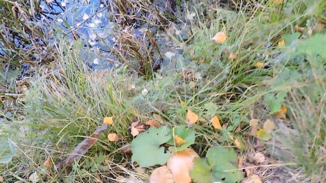 "Пруд ч-3 грибы подберёзовики." смотреть онлайн