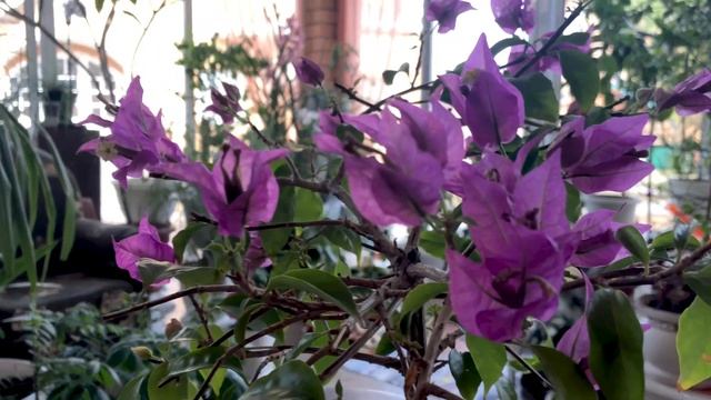 БУГЕНВИЛЛИЯ ДЕЛАЕМ БОНСАЙ ЧАСТЬ 2 - СПУСТЯ ГОД