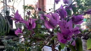 БУГЕНВИЛЛИЯ ДЕЛАЕМ БОНСАЙ ЧАСТЬ 2 - СПУСТЯ ГОД