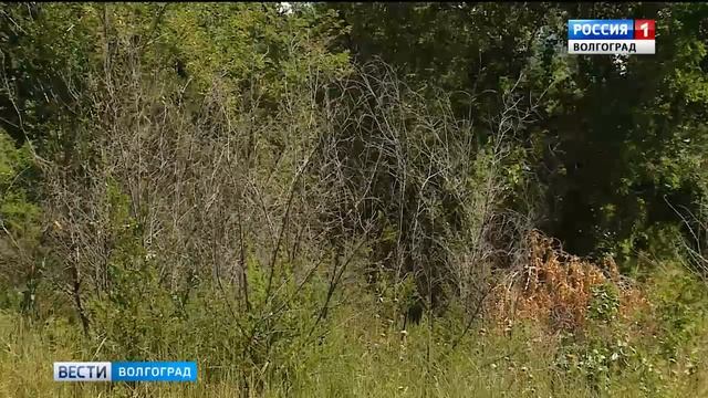В Волгограде благоустроят правый склон поймы реки Царицы смотреть онлайн