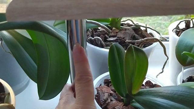 Полки на которых растут мои орхидеи. ??? смотреть онлайн