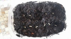 Василёк Blue Ball и ипомея Knowlians Black через рассаду.Посев 4.04.17. Всходы 7.04.17