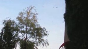 Нашествие воробьев в Беларуси