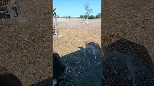 Живые животные без клеток,Старый Крым