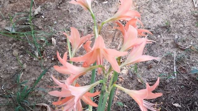 Rhodophiala Rosea |Glossming Flower |Hippeastrum Amaryllis Flower |Orange Lily Flower