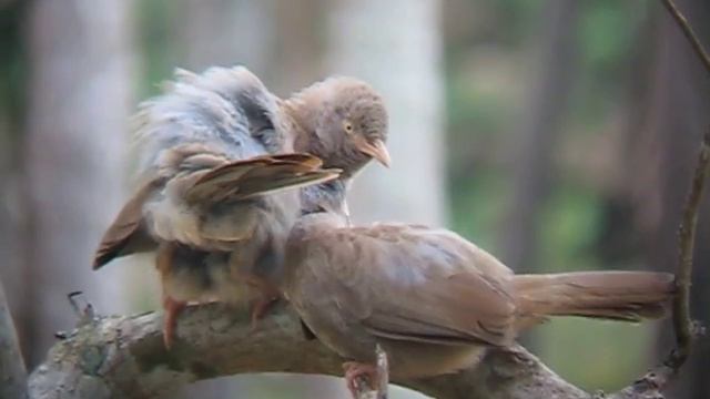 Allopreening in the Jungle Babbler (Turdoides striata) смотреть онлайн