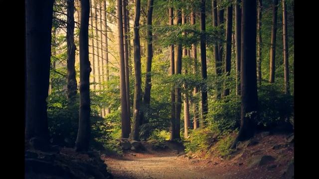 Звуки природы, шум леса, пение птиц, журчание ручья смотреть онлайн