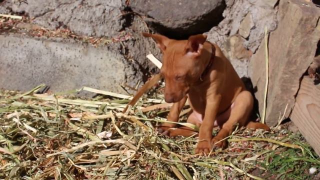 Cirneco F Litter 6 Weeks Old