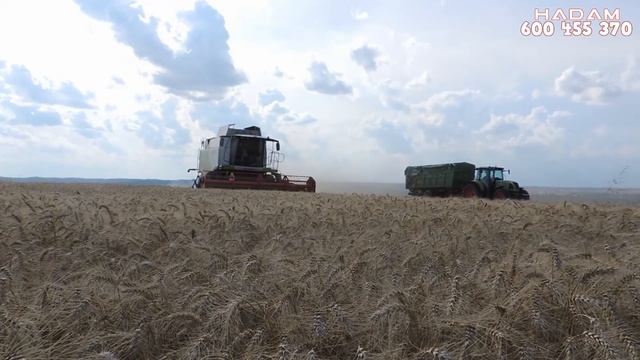 Wielkie Żniwa 2016 na Lubelszczyźnie ✪ 5x Claas Lexion 650 , Tucano 430 , Arion 640 ✪ 2x Ursus ✪ смотреть онлайн