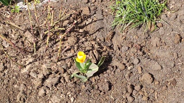 Покровская церковь Тверь наб р Тьмаки Вербное воскресенье смотреть онлайн