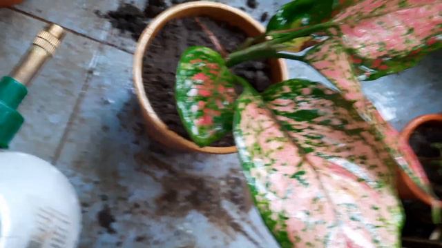 How To Take Care Of Aglaonema Pink Dalmatian? Pink Aglaonema Ko Kaise Lagaye?#gardening #aglaonema