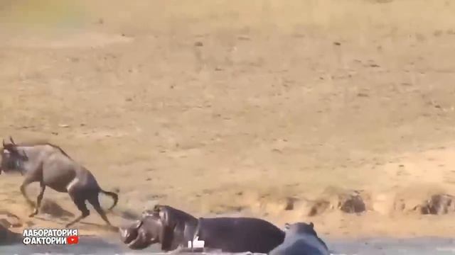 Если бы это не СНЯЛИ НА КАМЕРУ, никто бы не поверил - ЖИВОТНЫЕ СПАСАЮТ ДРУГ ДРУГА смотреть онлайн